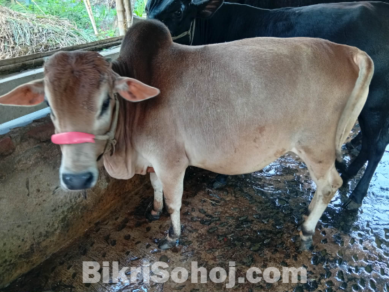 সুন্দর কোরবানির গরু বিক্রি হবে
